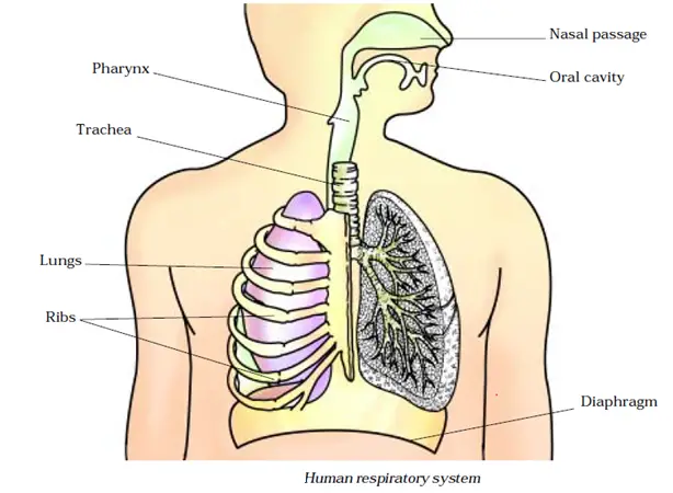 Class 7 Science -Chapter 10- Respiration in Organisms- Complete Notes
