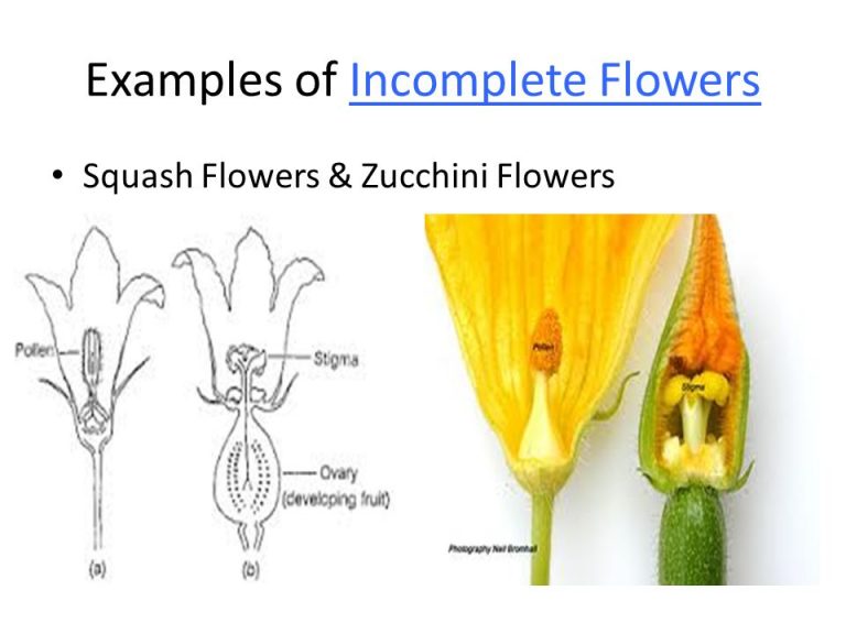 flower-structure-parts-and-functions-cbse-class-notes-online