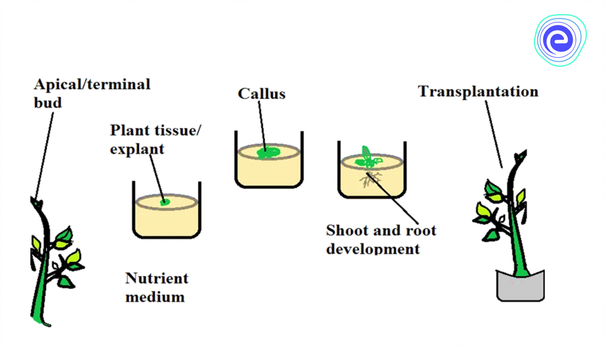 Vegetative Propagation A Detailed Exploration for Young Learners