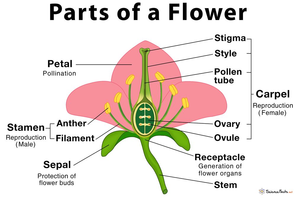 Flower - Definition , classification- complete , incomplete flower , parts of flower - vegetative parts , reproductive parts , Whorls of a flower - 4 types, Pollination - types, medium, Fertilisation , FLower functions