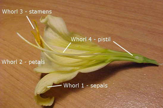 Flower - Definition , classification- complete , incomplete flower , parts of flower - vegetative parts , reproductive parts , Whorls of a flower - 4 types, Pollination - types, medium, Fertilisation , FLower functions
