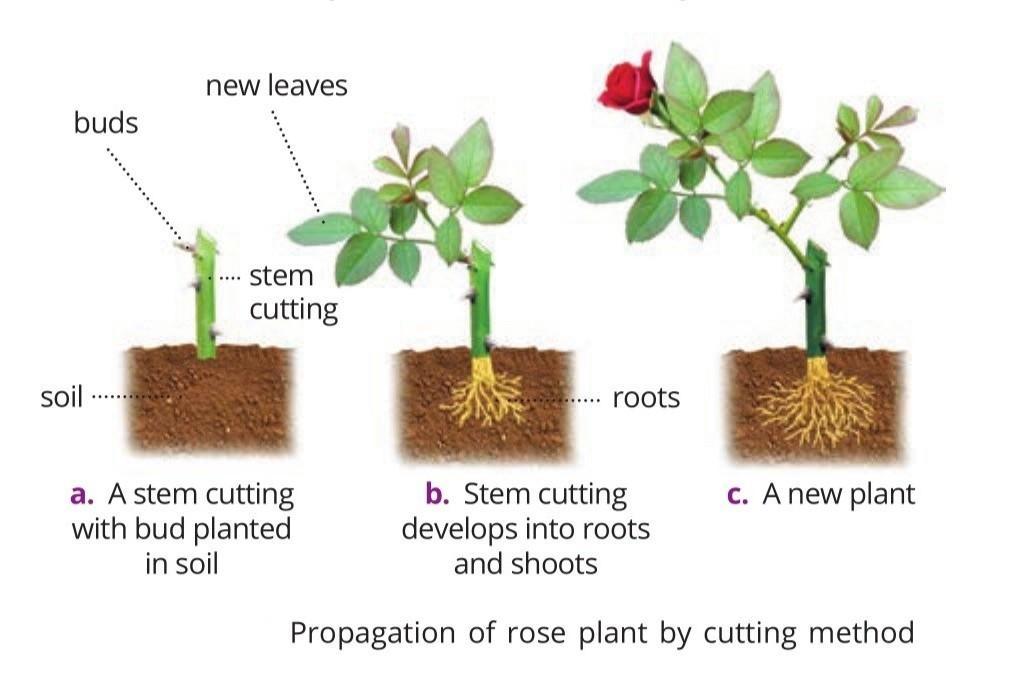 Class 7 Science- Chapter 12 - Reproduction in Plants-