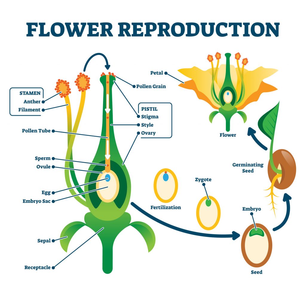Class 7 Science- Chapter 12 - Reproduction in Plants-