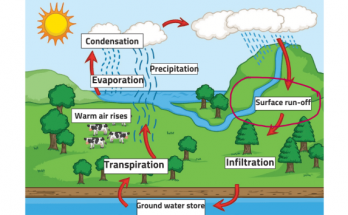 Runoff in the Water Cycle