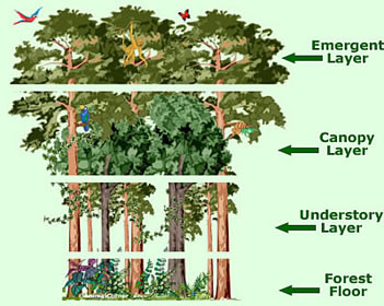 essay on forest for class 7