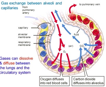 Mechanism of Breathing