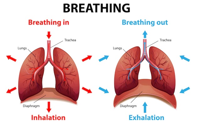 Mechanism of Breathing