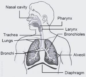 9 Important Difference Between Inhalation and Exhalation - CBSE Class ...