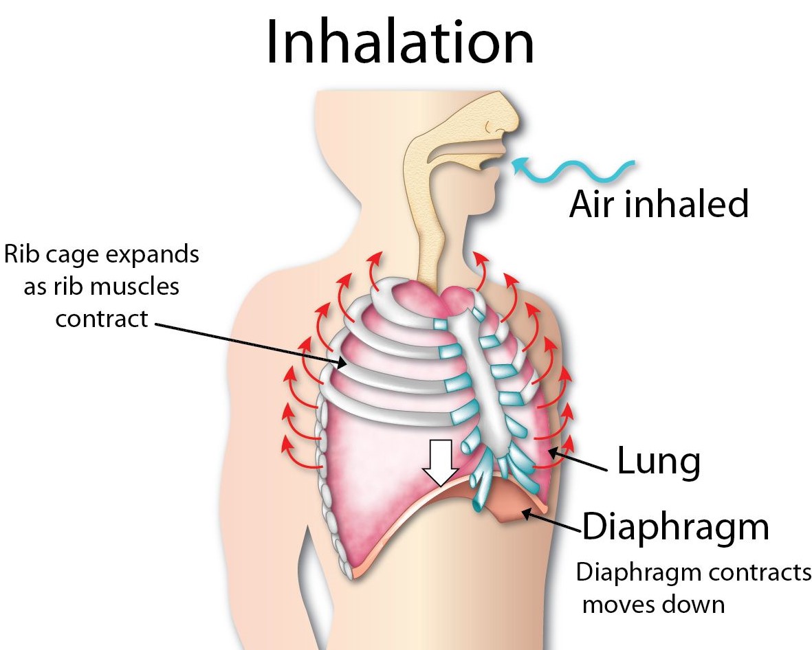 Explain the Mechanism of Breathing in Human Beings - CBSE Class Notes ...