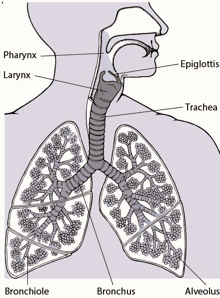  Mechanism of Breathing