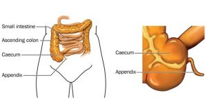 Key Organs of the Immune System -Explained in Details - CBSE Class ...