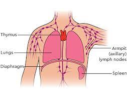 Key Organs of the Lymphatic System