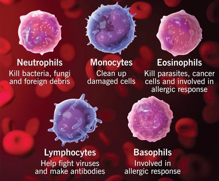 Key Organs of the Immune System -Explained in Details - CBSE Class ...