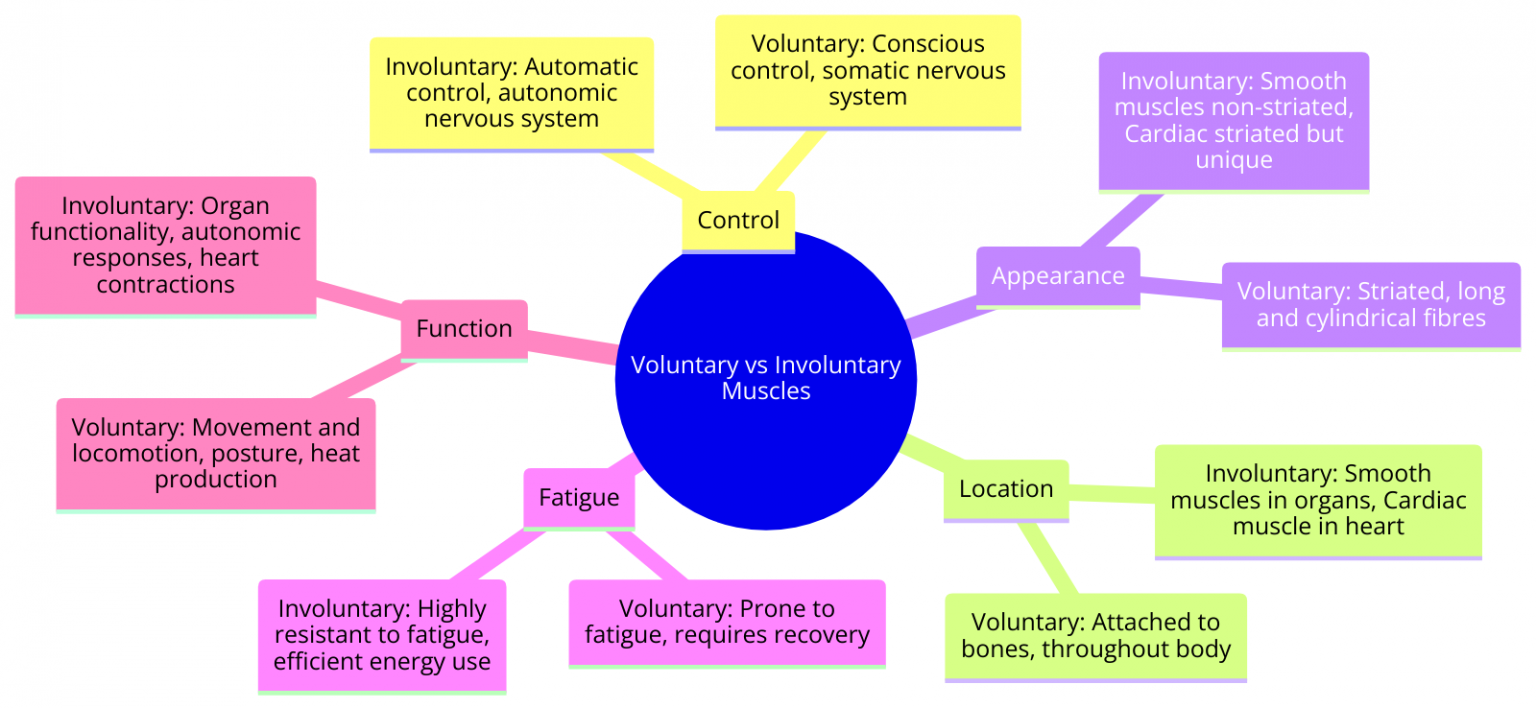 Using Involuntary Muscles Voluntary and Involuntary muscles - Characteristics, Differences and ...