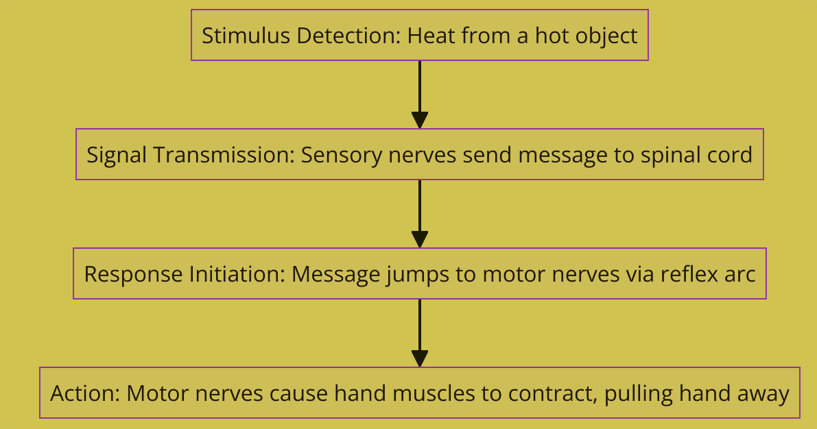 reflex action diagram class 10 notes