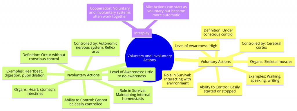 Difference between Voluntary and Involuntary Action- In Details and ...