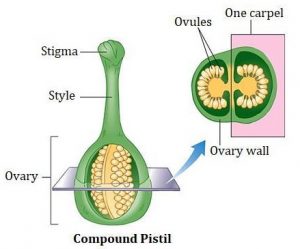 7 Key Differences Between Carpel and Pistil Explained - CBSE Class ...