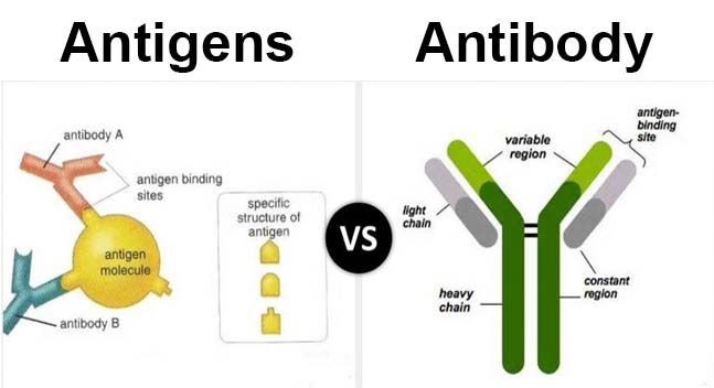 difference between antigen and antibody