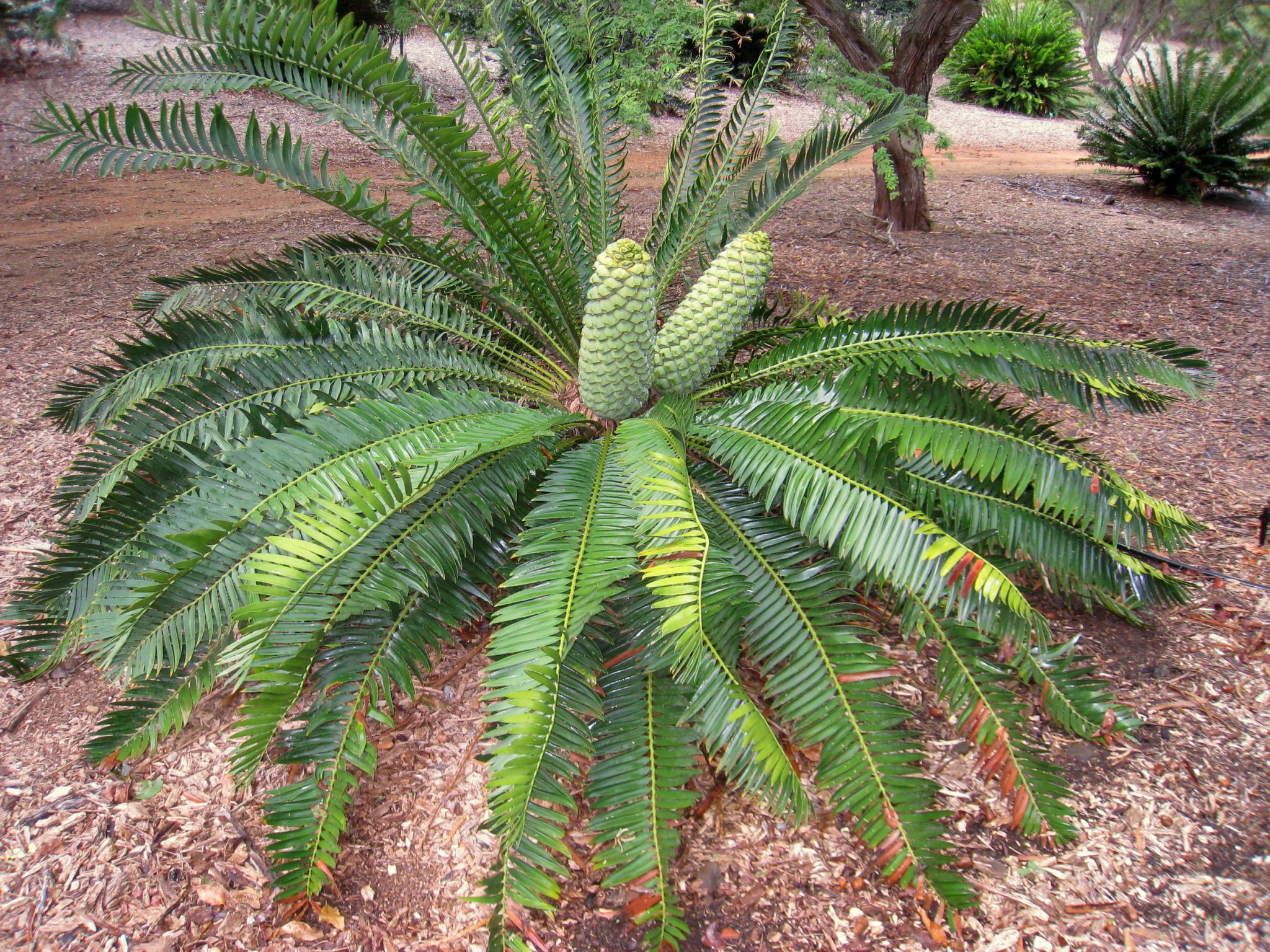 Gymnosperm Overview- Characteristics, Classification, Life Cycle ...