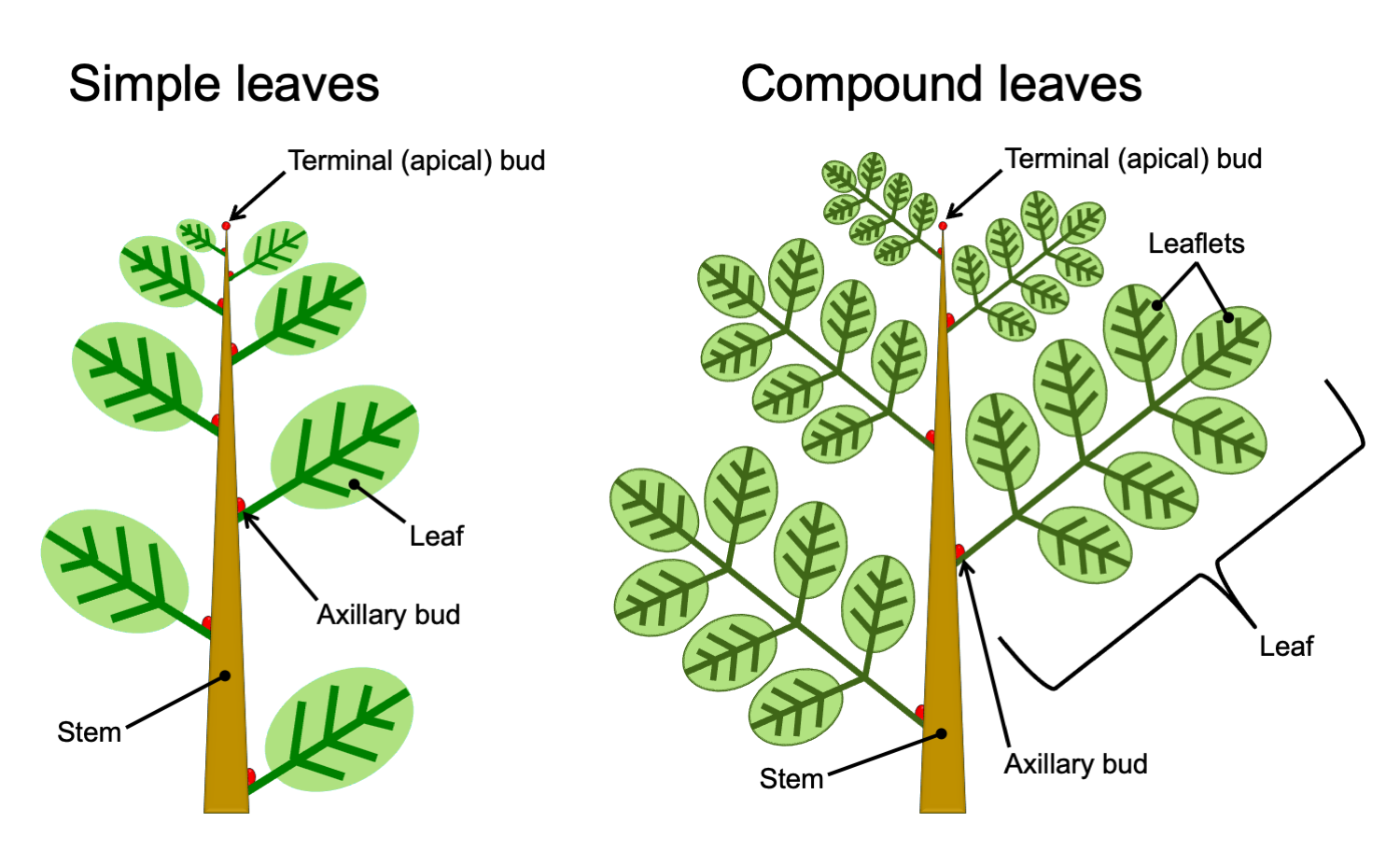 Angiosperms- Characteristics, Classification, and Reproductive Biology ...