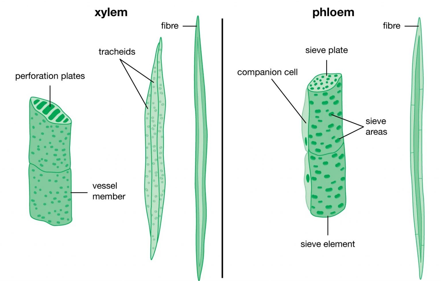 Angiosperms- Characteristics, Classification, and Reproductive Biology ...