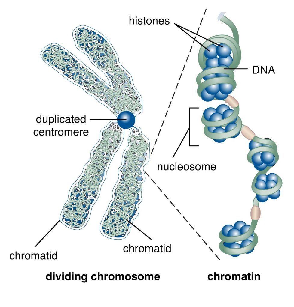 5 Key Differences between Chromosome and Chromatin