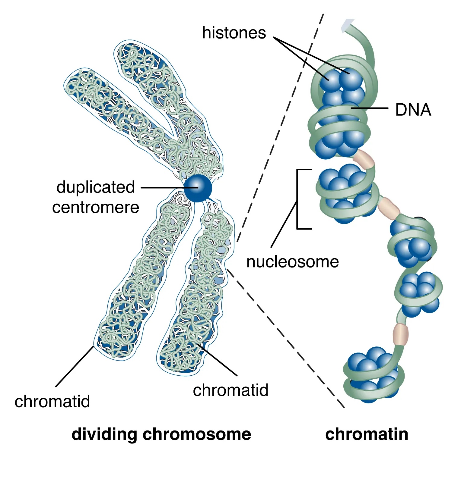 5 Key Differences between Chromosome and Chromatin - CBSE Class Notes ...