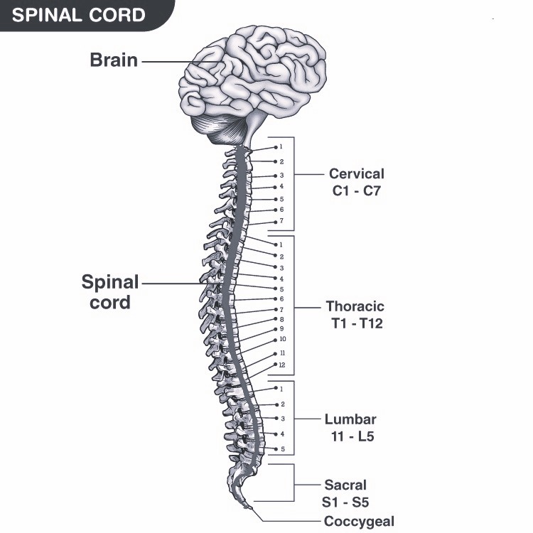 Spine and Spinal Cord Anatomy