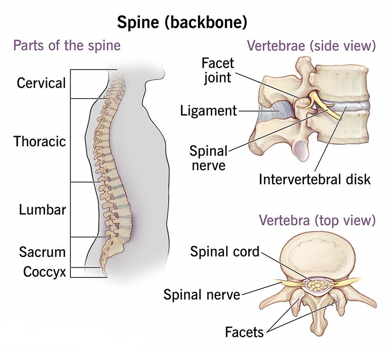 Spine and Spinal Cord Anatomy