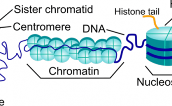 Differences between Chromosome and Chromatin