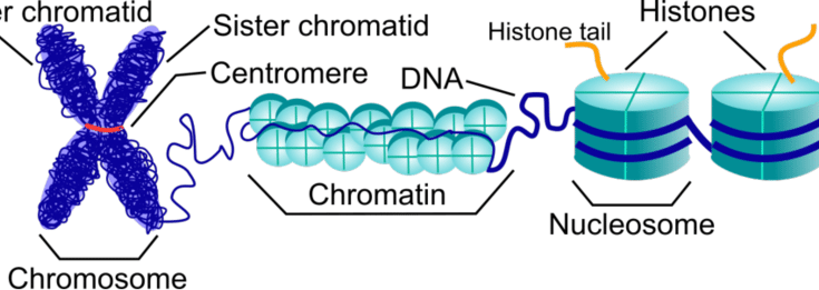 Differences between Chromosome and Chromatin