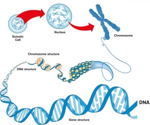 6 Important Differences Between DNA and Chromosomes - CBSE Class Notes ...