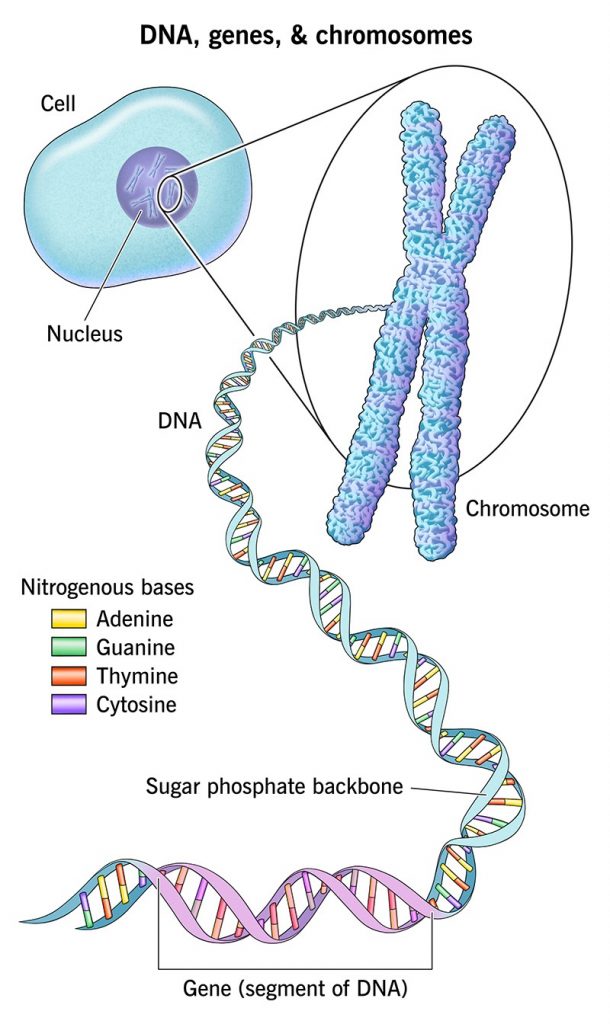 Differences Between Genes and Chromosomes 