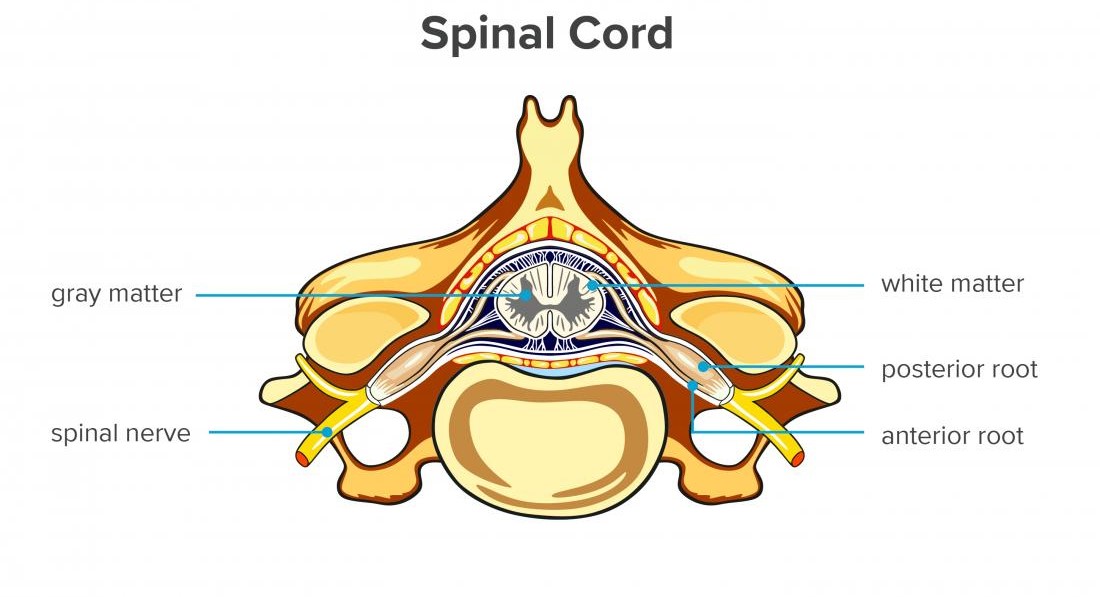 Spine and Spinal Cord Anatomy - CBSE Class Notes Online - Classnotes123